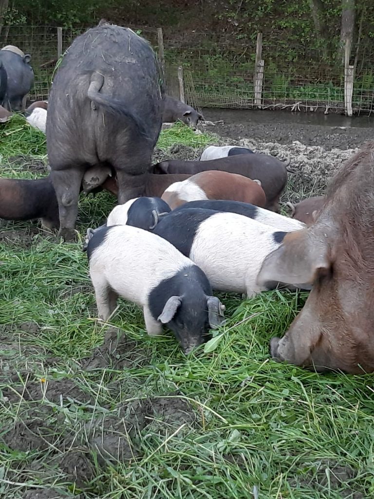 Sauerländer Landschweine – Vision & Mission