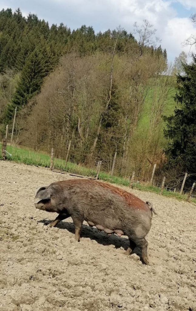 Schweinerassen Wollschwein