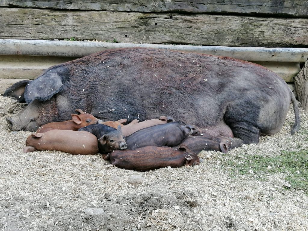 Sauerländer Landschweine – Vision & Mission