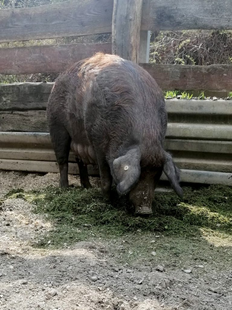 Schweinerassen Duroc