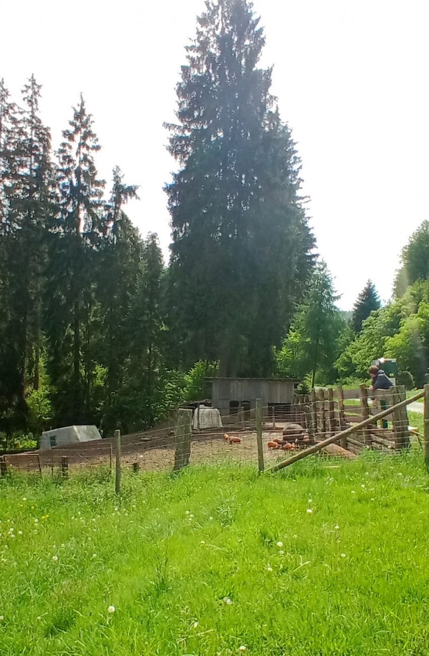 Herkunft & Aufzucht mitten im Sauerland